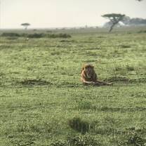 Safari 