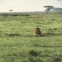 Safari 