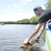 Hawksbill turtle release Nicaragua