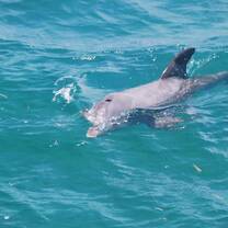 Bottlenose dolphin Belize
