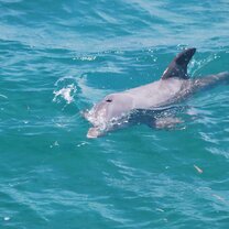 Bottlenose dolphin Belize