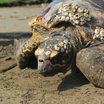 Hawksbill sea turtle Nicaragua
