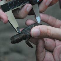 Hawksbill hatchlings Nicaragua