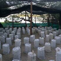 Turtle hatchery Nicaragua