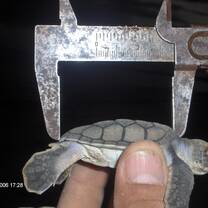 Cuba turtle hatchling