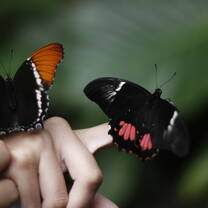 Butterflies