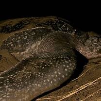 Costa Rica leatherback