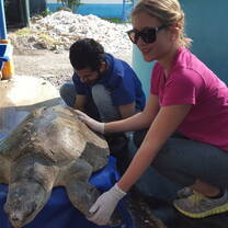 Intern with sea turtle 