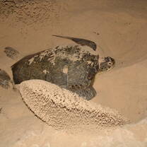 Cuba Turtle Research