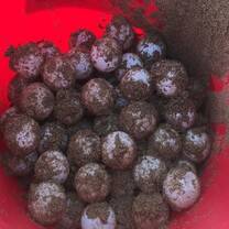 Loggerhead Sea Turtle Eggs 