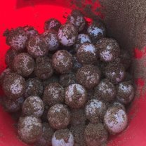 Loggerhead Sea Turtle Eggs 