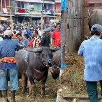 Indonesia Summer: Conservation & Culture in the World's Largest Archipelago