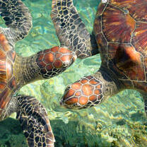 Indonesia Semester: Conservation & Culture in the World's Largest Archipelago