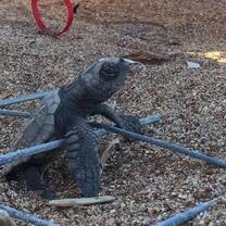 Hatchling 