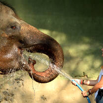 Indonesia Summer: Conservation & Culture in the World's Largest Archipelago