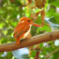 Madagascar Semester: Cultural & Ecological Diversity