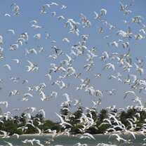 West Africa Semester: Rhythms of Senegal West Africa Semester: Rhythms of Senegal