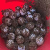 Loggerhead Sea Turtle Eggs 