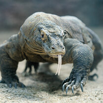Komodo dragon 