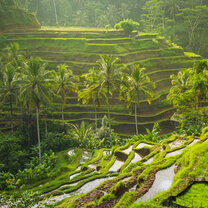 Ubud rice terrace 
