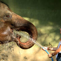 Indonesia Summer: Conservation & Culture in the World's Largest Archipelago