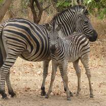 Zebra in Africa