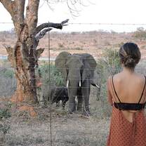 Elephant at Kruger fence