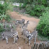 Zebras in Marloth Park