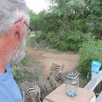 Zebras in Marloth Park