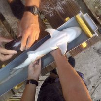 Working close with our friends the lemon sharks