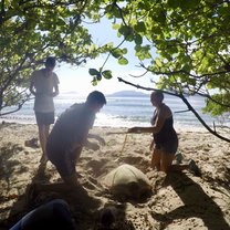 Measuring a turtle at the beach