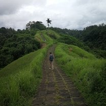 Rice Field