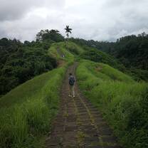 Rice field
