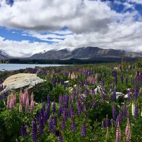 Lake Tekapo in spring