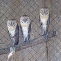 Barn Owls
