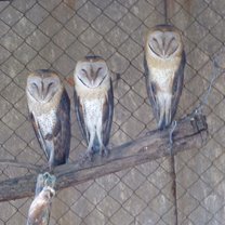 Barn Owls