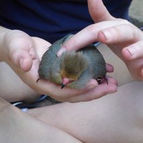 Mouse Bird