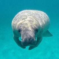 GoEco - Manatee and Marine Conservation
