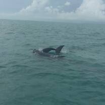 Dolphins