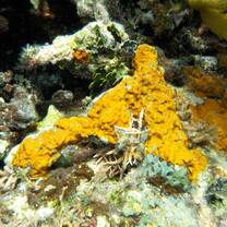 Belize reef 