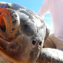 Turtle
