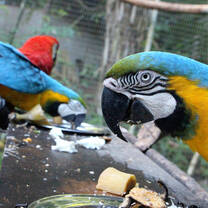 Parrots, Aviary, Wildlife Rescue