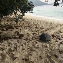 A female turtle crawling back to sea in the morning after laying her eggs that night