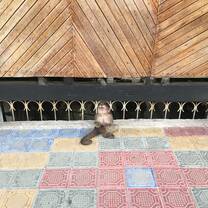Capuchin Monkey in Misahualli 