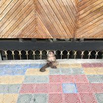 Capuchin Monkey in Misahualli 