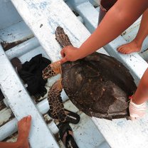 This was a young turtle we captured in the estuary the very first day of our trip
