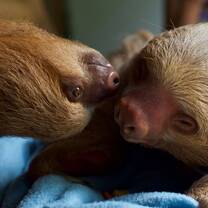 Baby Sloths
