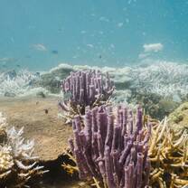 Marine Conservation Program