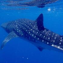 Marine Conservation Program