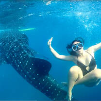 Snorkel with Whale Sharks